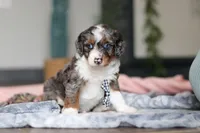 Dylan, a male Miniature Bernedoodle for sale in Sugarcreek, OH – 1 of 9