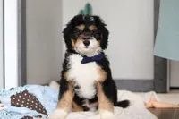 Brock, a male Miniature Bernedoodle for sale in Sugarcreek, OH – 3 of 7