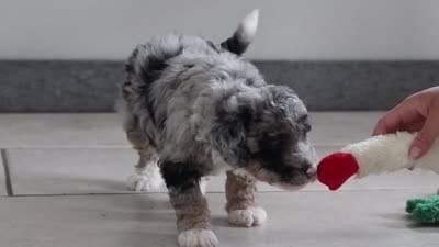 Gabe, a male Miniature Bernedoodle for sale in Sugarcreek, OH – 7 of 7