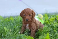 Emily, a female Miniature Goldendoodle for sale in Sugarcreek, OH – 5 of 5