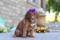 Ember, a female Miniature Goldendoodle for sale in Sugarcreek, OH – 2 of 4