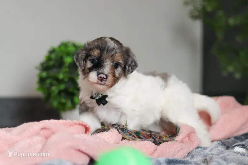 Dannie – Miniature Bernedoodle puppy for sale in Sugarcreek, OH
