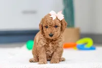 Missy, a female Miniature Goldendoodle for sale in Sugarcreek, OH – Photo 1 of 5