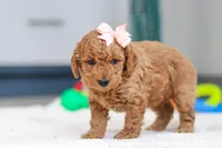 Missy, a female Miniature Goldendoodle for sale in Sugarcreek, OH – Photo 4 of 5
