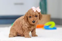 Missy, a female Miniature Goldendoodle for sale in Sugarcreek, OH – Photo 2 of 5