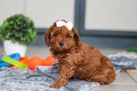 Lacy, a female Cavapoo for sale in Sugarcreek, OH – 4 of 6