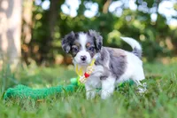 Ivan, a male Miniature Bernedoodle for sale in Sugarcreek, OH – 5 of 6