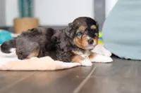 Duke, a male Miniature Bernedoodle for sale in Sugarcreek, OH – 8 of 10