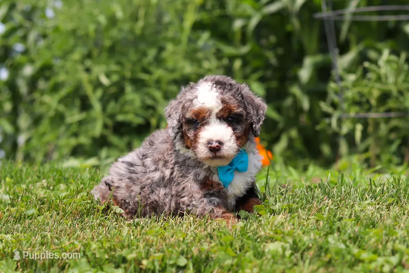 Gunner – Miniature Bernedoodle puppy for sale in Sugarcreek, OH