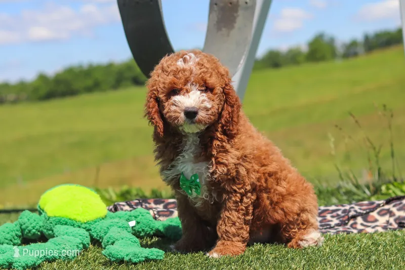 Cade, a male Goldendoodle for sale in Sugarcreek, OH – 1 of 5