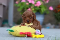 Newton, a male Poodle - Miniature  for sale in Sugarcreek, OH – 2 of 8