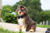 Duke, a male Miniature Bernedoodle for sale in Sugarcreek, OH – 2 of 7
