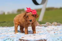 Crystal, a female Goldendoodle for sale in Sugarcreek, OH – 5 of 6
