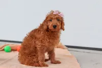 Sandy, a female Miniature Labradoodle for sale in Sugarcreek, OH – 2 of 8