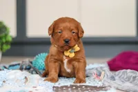 Spencer, a male Labradoodle for sale in Sugarcreek, OH – Photo 1 of 9