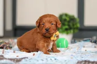 Spencer, a male Labradoodle for sale in Sugarcreek, OH – Photo 6 of 9