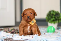 Spencer, a male Labradoodle for sale in Sugarcreek, OH – Photo 7 of 9