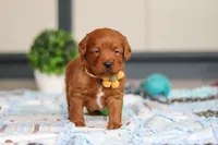 Spencer, a male Labradoodle for sale in Sugarcreek, OH – Photo 5 of 9