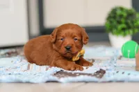 Spencer, a male Labradoodle for sale in Sugarcreek, OH – Photo 9 of 9