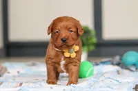 Spencer, a male Labradoodle for sale in Sugarcreek, OH – Photo 4 of 9