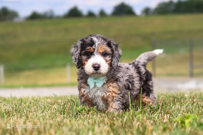 Hunter – Miniature Bernedoodle puppy for sale in Sugarcreek, OH