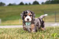 Hunter, a male Miniature Bernedoodle for sale in Sugarcreek, OH – 1 of 5