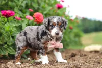 Honey, a female Miniature Bernedoodle for sale in Sugarcreek, OH – 2 of 7
