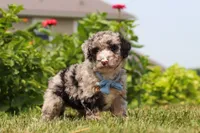 Gabe, a male Miniature Bernedoodle for sale in Sugarcreek, OH – 4 of 7