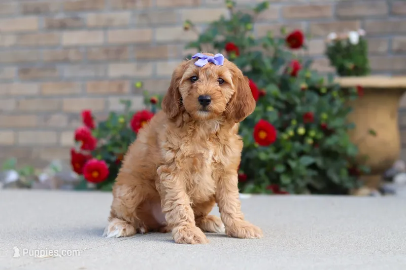 Jasmine – Miniature Labradoodle puppy for sale in Sugarcreek, OH
