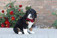 Mason, a male Miniature Bernedoodle for sale in Sugarcreek, OH – 3 of 6