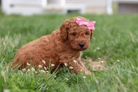 Tessa, a female Miniature Labradoodle for sale in Sugarcreek, OH – Photo 4 of 10