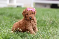 Tessa, a female Miniature Labradoodle for sale in Sugarcreek, OH – Photo 5 of 10