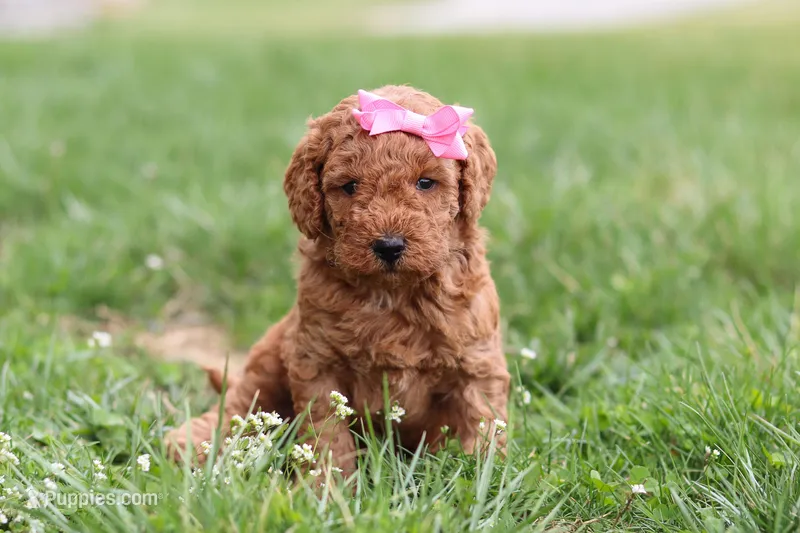 Tessa – Miniature Labradoodle puppy for sale in Sugarcreek, OH