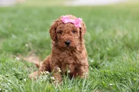 Tessa, a female Miniature Labradoodle for sale in Sugarcreek, OH – Photo 1 of 10