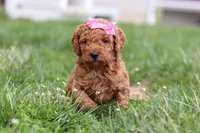 Tessa, a female Miniature Labradoodle for sale in Sugarcreek, OH – Photo 7 of 10