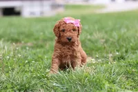 Tessa, a female Miniature Labradoodle for sale in Sugarcreek, OH – Photo 10 of 10