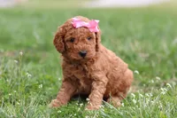 Tessa, a female Miniature Labradoodle for sale in Sugarcreek, OH – Photo 6 of 10