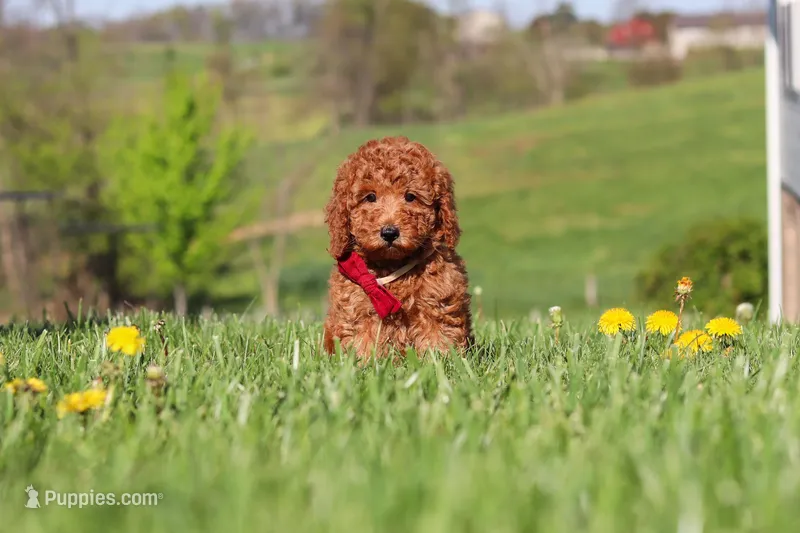 Tessa – Miniature Labradoodle puppy for sale in Sugarcreek, OH