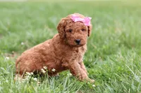 Tessa, a female Miniature Labradoodle for sale in Sugarcreek, OH – Photo 9 of 10