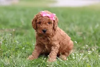 Tessa, a female Miniature Labradoodle for sale in Sugarcreek, OH – Photo 8 of 10