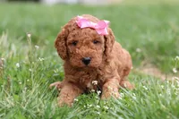 Tessa, a female Miniature Labradoodle for sale in Sugarcreek, OH – Photo 3 of 10