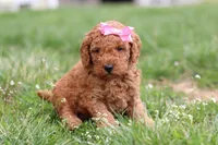 Tessa, a female Miniature Labradoodle for sale in Sugarcreek, OH – Photo 2 of 10