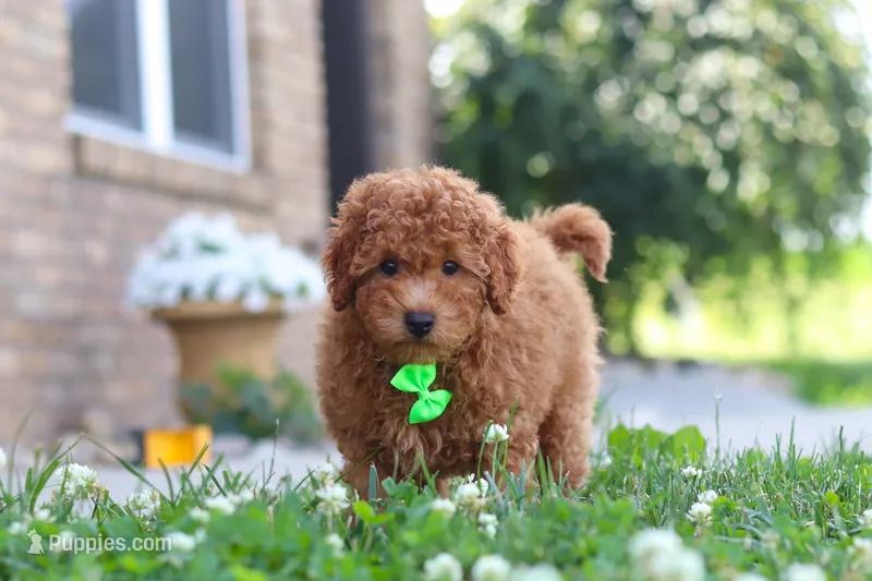 Fletcher – Cavapoo puppy for sale in Sugarcreek, OH