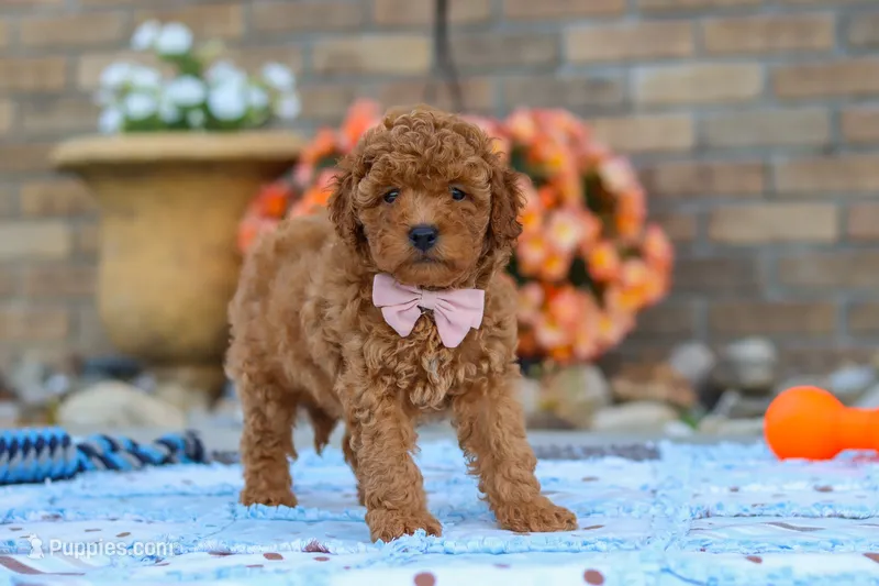 Fletcher – Cavapoo puppy for sale in Sugarcreek, OH