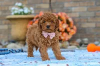 Fletcher, a male Cavapoo for sale in Sugarcreek, OH – 1 of 6