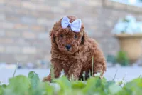 Marley, a female Cavapoo for sale in Sugarcreek, OH – 3 of 5