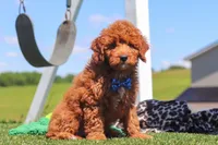 Calvin, a male Goldendoodle for sale in Sugarcreek, OH – 3 of 6