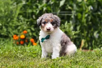Grady, a male Miniature Bernedoodle for sale in Sugarcreek, OH – 3 of 5