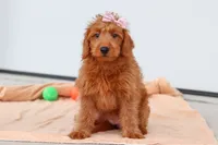 Sandy, a female Miniature Labradoodle for sale in Sugarcreek, OH – 3 of 8