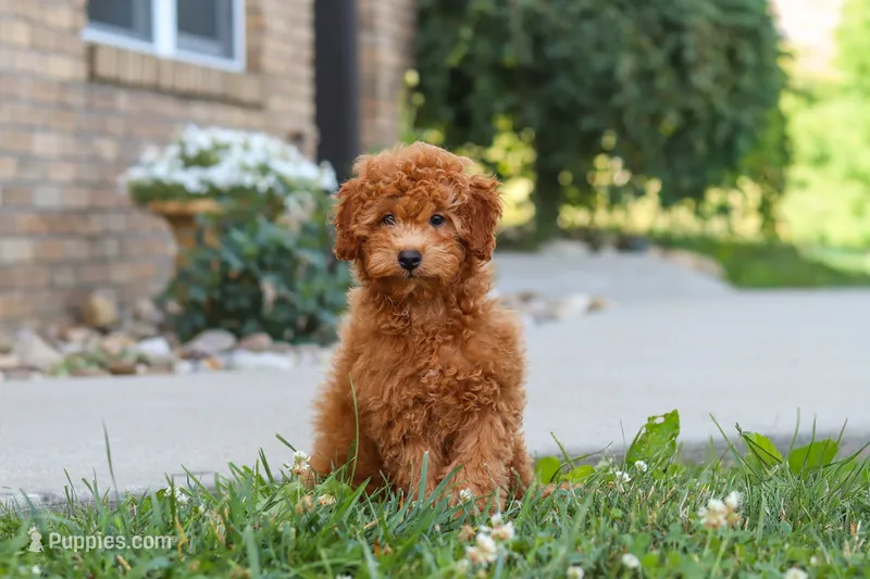 Fletcher – Cavapoo puppy for sale in Sugarcreek, OH